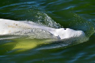 France readies 'exceptional' rescue of beluga astray in Seine