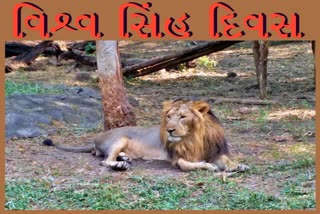 Etv BharatWorld lion Day 2022: સિંહોના સંરક્ષણ માટે નવાબથી લઈને વન વિભાગની દ્રઢતા આજે પણ અકબંધ