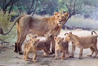 Remarkable conservation history of Junagadh lions from 1911 to 2022