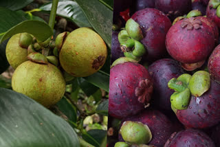 Fruit cultivation  Fruit cultivation in Kozhikode  fruit cultivation in Kudaranji  fruit cultivation in kakkadampoyil  kozhikode kudaranji  kozhikode  kozhikode kakkadampoyil  മഴക്കാല ഫലവൃക്ഷ കൃഷി  ഫലവൃക്ഷ കൃഷി  ഫലവൃക്ഷ കൃഷി കർഷകർ  കർഷകർ  ഫലവൃക്ഷ കൃഷി വാണിജ്യ സാധ്യത  വിപണി ഫലവൃക്ഷ കൃഷി  മാംഗോസ്റ്റിൻ  റംബൂട്ടാൻ  വെണ്ണപ്പഴം  കൃഷി  കോഴിക്കോട്  കൂടരഞ്ഞി കോഴിക്കോട്  കക്കാടംപൊയിൽ കോഴിക്കോട്