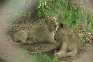 lions on auction in pakistan  pakistan zoo lion on sale  lions from zoo on auction in pakistan  pakistan zoo lions on sale  സിംഹങ്ങളെ സ്വകാര്യ വ്യക്തികള്‍ക്ക് ലേലം ചെയ്യുന്നു  ലാഹോർ സഫാരി മൃഗശാല  സിംഹങ്ങള്‍ ലേലത്തിന്