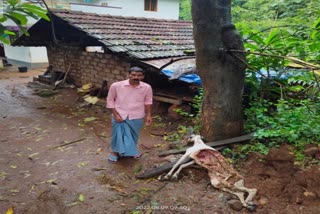 tiger killed goat at malampuzha  മലമ്പുഴയിൽ പുലി ആടിനെ കൊന്നു  മലമ്പുഴയിൽ വീണ്ടും പുലി  പാലക്കാട് പുലി ആടിനെ കൊന്നു  പാലക്കാട് പുതിയ വാർത്തകൾ  കേരള വാർത്തകൾ  kerala news live  malayalam news today  latest malayalam news  മലയാളം വാര്‍ത്തകള്‍ ലൈവ്  പുലി ആക്രമണം