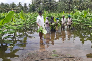 பவானி ஆற்றில் வெள்ளப்பெருக்கு காரணமாக 4,500 வாழை மரங்கள் நீரில் மூழ்கி சேதம்