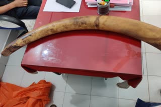 man arrested with ivory in Idukki  forest department  forest department arrested man with ivory  ivory case  man arrested with ivory  idukki Kattappana  ആനക്കൊമ്പുമായി ഒരാൾ പിടിയിൽ  ആനക്കൊമ്പ്  ഇടുക്കി  ഇടുക്കി കട്ടപ്പന  വനം വകുപ്പ്  വനം വകുപ്പ് ഫ്ലൈയിംഗ് സ്ക്വാഡ്  ആനക്കൊമ്പുമായി ഒരാൾ വനം വകുപ്പിന്‍റെ പിടിയിൽ