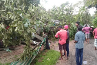 Two women die after huge tree falls on house in Chikkamagaluru