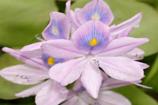 Bengal civic body sends rakhis made of water hyacinths to global leaders