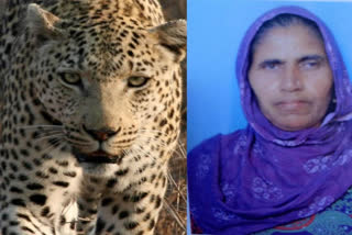 Leopard attacked on woman in Bagga