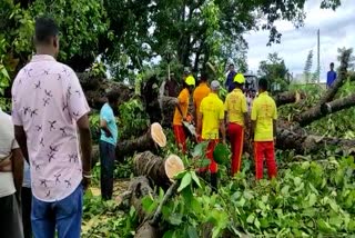 due to heavy rain fall trees in rayagada