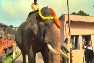 Weight test of Jamboo Savari elephants