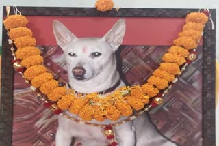 Etv Bharat rites performed after the death of the dog in Korba