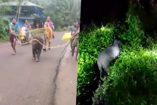 wild baby elephant in village  wild baby elephant reached Malappuram valayamkund village  wild elephant news in malappuram  malappuram foest news  malappuram latest news  malappuram news today  കുട്ടിയാന വഴിതെറ്റി നാട്ടിലേക്ക്  വളയംക്കുണ്ടില്‍ കുട്ടിയാന എത്തി  മലപ്പുറം വളയംക്കുണ്ടില്‍ കുട്ടിയാന എത്തി  മലപ്പുറം ഏറ്റവും പുതിയ വാര്‍ത്ത  മലപ്പുറം പ്രധാന വാര്‍ത്തകള്‍