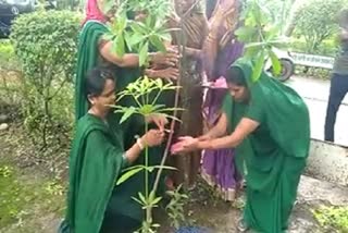 Trees celebrated the festival of Rakshabandhan in Bilaspur Kanan Pendari
