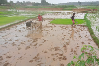 Rain raised hopes of farmers