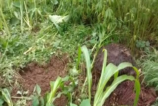 Wild pigs damaged crop