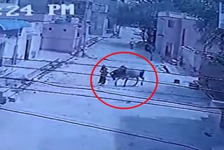 Bull Tossed Woman with Horns