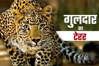 Ramnagar Leopard Attack