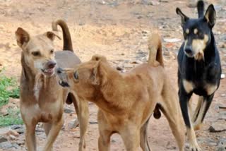 Street dogs attack in Thrissur Chavakkad  Street dogs attack  Street dogs  തെരുവ് നായകളുടെ ആക്രമണം  തെരുവ് നായ  തെരുവ് നായകൾ  തൃശൂർ ചാവക്കാട്  തൃശൂർ  തൃശൂർ ചാവക്കാട് തെരുവ് നായകളുടെ ആക്രമണം  തെരുവ് നായക്കൂട്ടം  തെരുവ് നായക്കൂട്ടം ആടുകളെ കൊന്നു  ബ്ലാങ്ങാട് ബീച്ച്  ബ്ലാങ്ങാട് ബീച്ചിലെ ആടുകളെ കൊന്ന് തെരുവ് നായകൾ  തെരുവ് നായകൾ ആക്രമിച്ച് കൊലപ്പെടുത്തി  ഗുരുവായൂർ തെരുവ് നായ ആക്രമണം  തൃശൂർ ഗുരുവായൂർ  ആടുകളെ കടിച്ച് കൊന്ന് നായക്കൂട്ടം