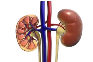 Study reveals leaving small kidney stones behind causes complications later  small kidney stones causes complications  Study about kidney stone  മൂത്രത്തിലെ ചെറിയ കല്ലുകള്‍ കണ്ടില്ലെന്ന് നടിക്കരുത്  kidney stone new updates  health news today  latest health news  മൂത്രത്തില്‍ കല്ല് പഠന റിപ്പോര്‍ട്ട്  മൂത്രത്തില്‍ കല്ല് ഭാവിയില്‍ വരുത്തുന്ന ദോഷങ്ങള്‍  ന്യൂ ഇംഗ്ലണ്ട് ജേര്‍ണല്‍ ഓഫ് മെഡിസിന്‍  ഡോ മാത്യു സോറൻസൻ പഠനറിപ്പോര്‍ട്ട്  ആരോഗ്യവാര്‍ത്ത  ഇന്നത്തെ ആരോഗ്യവാര്‍ത്ത  ഏറ്റവും പുതിയ ആരോഗ്യവാര്‍ത്ത