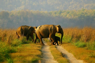 Modi expresses happiness on rise in elephant reserves in last 8 years
