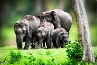 World elephant day