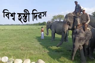 World Elephant Day celebration in Kaziranga