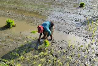 Amid boycott by SKM, Committee on Minimum Support Price to hold maiden meet in Delhi on Aug 22