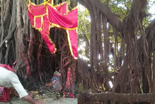 गोपालगंज में भाई बहिन नाम से मशहूर वृक्ष