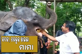 world elephant day celebrated in nandankanan