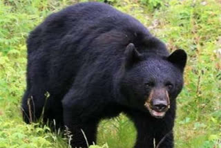 wild bear attacked farmer and injured in Chaibasa
