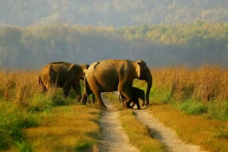 india-home-to-about-60-per-cent-of-all-asian-elephants-pm-on-world-elephant-day