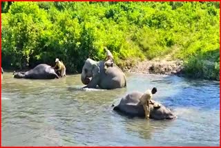 World Elephant Day celebration at Manas National Park in  Baksha