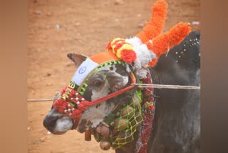 Haveri bull sold to Tamil Nadu for nineteen lakhs