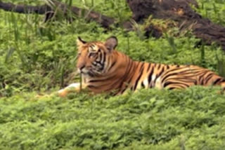 Nallamala tigers