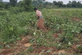 elephant destroyed cultivation in anugul