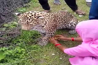 Rakhi with Panther, Woman tied Rakhi to Panther in Devgarh