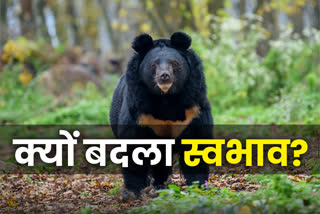 Bear attacks increase in Uttarakhand
