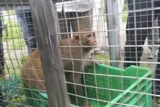caught monkey by honeytrap
