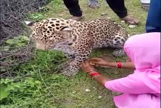 RAKSHA BANDHAN    WOMAN TIED RAKHI TO PANTHER