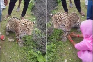 Woman ties a rakhi to a leopard in Rajasthan  Raksha Bandhan festival  national news  പുള്ളിപ്പുലിക്ക് രാഖികെട്ടി യുവതി  leopard  പുള്ളിപ്പുലി  രക്ഷാബന്ധൻ  Rajasthan news