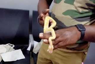 snake smuggling youth arrested chennai airport