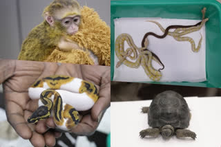 Customs officials at Chennai airport seized 23 animals smuggled from Thailand