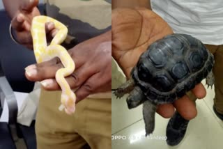 snakes turtles seized at Chennai airport Tamil nadu  Chennai airport  തായ്‌ലൻഡിൽ നിന്ന് അനധികൃതമായി മൃഗങ്ങളെ കടത്തി  തമിഴ്‌നാട് സ്വദേശി തായ്‌ലന്‍ഡില്‍ നിന്നും കടത്തിയത് 20 പാമ്പുകള്‍  Ramanathapuram native snakes turtles smuggling