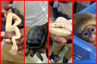 Snake turtle and monkey smuggler arrested