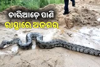 ରାସ୍ତା ଉପରେ ୧୫ଫୁଟ ଲମ୍ବର ଅଜଗର, ଭୟଭୀତ ଲୋକେ