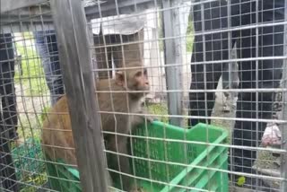 honey trap used to catch monkey in sangamner  Monkey In Honeytrap  ആൺകുരങ്ങനെ പിടികൂടാൻ ഹണിട്രാപ്പ്  കുരങ്ങ് ആക്രമണം  ആൺകുരങ്ങനെ പിടികൂടി വനംവകുപ്പ്  കുരങ്ങനെ ഹണിട്രാപ്പിലൂടെ പിടികൂടി  അഹമ്മദ്‌നഗർ കുരങ്ങ് ആക്രമണം  അഹമ്മദ്‌നഗർ വനംവകുപ്പ്