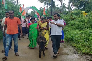 Calf  participated in har ghar tiranga abhiyan at Shimogga