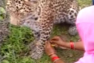 Woman ties rakhi to injured leopard, video viral