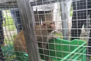 honey trap used to catch monkey