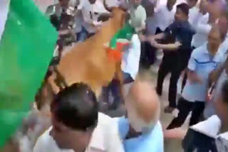 Former Gujarat deputy CM Nitin Patel injured in attack by stray cow during Tiranga Yatra