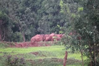 Elephant terror in Rajnandgaon